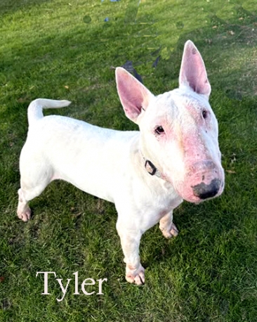 Meet Tyler